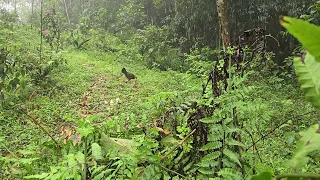 Chicken trap in the mountains