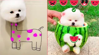 Tik Tok Chó Phốc Sóc Mini 😍 Funny and Cute Pomeranian #225