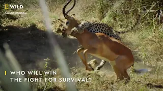 The Fight for Survival | Savage Kingdom | Nat Geo Wild