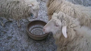 Кормление коз зимой