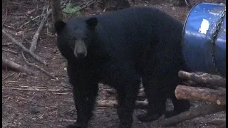 HUGE 400+ lbs BOONE CROCKETT MANITOBA BLACK BEAR SHOT WITH BOW