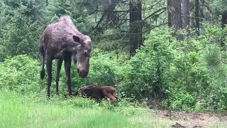 Viewer video: Moose born in Coeur d'Alene backyard