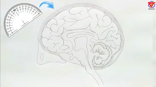 how to draw human brain | how to draw human brain step by step | brain diagram