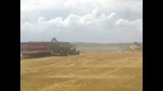 Wheat harvest 2013