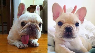 Cutest French Bulldogs - Cute and Funny Dogs Compilation #5