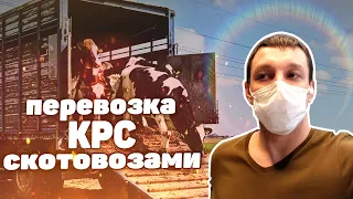 ВАЖНО начинающим, и не забывать опытным в животноводстве. Перевозка КРС, транспортировка животных.