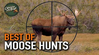 20 Moose Hunts in 20 Minutes! (ULTIMATE Moose Hunting Compilation) | BEST OF