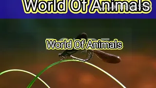 Mix Animals mating (  Deer buck mating Manatee mating in water Ants mating season