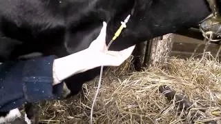 Вливание в яремную вену корове.Гуманный метод. Infusion into the jugular vein of a cow