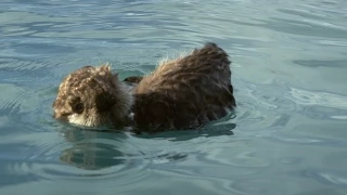 Sea otter pup is left to float alone - Alaska: Earth's Frozen Kingdom: Episode 1 Preview - BBC Two