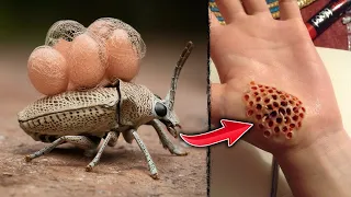 Top 10 Most Dangerous Bugs in the World