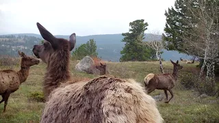 Elk Spooked by Moose
