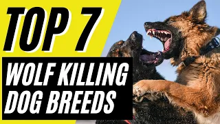 TOP 7 Dog Breeds That Can Kill Wolves - Wolf Killing Dogs