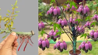 Great Techniques For Cutting Mango Tree | Best Natural Rooting Hormone