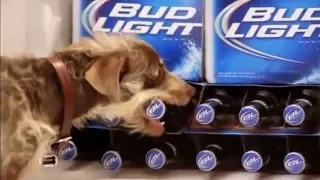 10 Funny Bud Light Dog Commercials