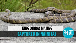 Watch: Rare video of King Cobras mating in Uttarakhand forests