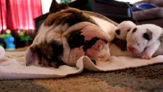 Bulldog Puppies Cuddling with their Momma