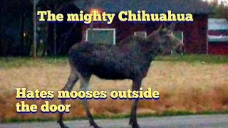 A moose outside the door, The mighty Chihuahua wants to kill it, welcome to Sweden.