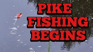 Pike Fishing With Dead Baits On The River
