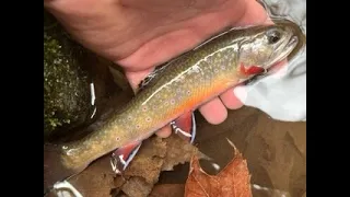 Winter dry fly fishing for brook trout in Great Smoky Mountain National Park.