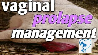 See how I fixed a vaginal prolapse on a sheep (Indian rope trik)#Paravets #farmanimal #prolapsepair