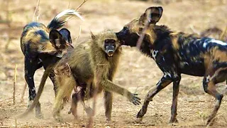 Afrikanischer Wildhund - Leopard und Büffel haben Angst vor ihm! Wildhund vs. Löwe, Hyäne, Antilope!