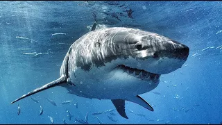 SHARK DIVE - ANDY BRANDY CASAGRANDE IV - ABC4EXPLORE