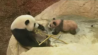 Reportage sur le bébé panda présenté au public du ZooParc de Beauval