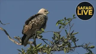 safariLIVE - Sunrise Safari - September 1, 2018