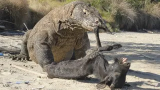 the slow movement of a Komodo dragon distract the goat