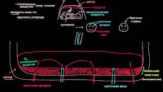 Знакомство с плацентой