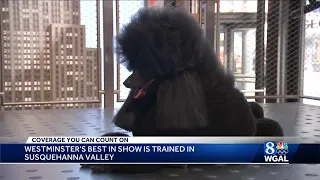 Westminster Kennel Club Dog Show winner, standard poodle named Siba, is trained in York County