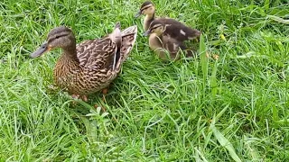 Duck Mom with ducklings