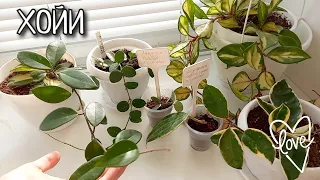 ОБЗОР всех моих ХОЙ 🌱 НОВИНКИ