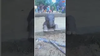 #Shorts | Baby Elephant Falls Into A Water Tank