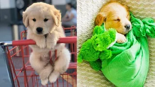 AWW. Animals SOO Cute! |Cute baby animals Videos Compilation cute moment of the animals.cute baby #2