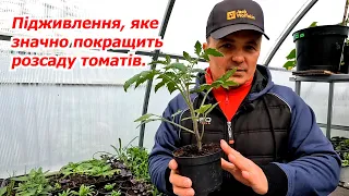Tomato seedlings immediately become a lush and strong bush!