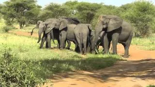 Protecting Baby Elephant (00020)