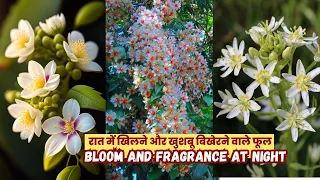 रात में खिलने और खुशबू बिखेरने वाले फूल | Fragrant / Scented / Aromatic Flowering Plants