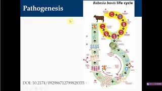 Bovine Babesiosis