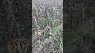 Налаштували приставку соняшникову і вперед@