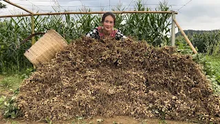 Harvesting Peanuts goes to the market sell, Vàng Hoa, king kong amazon