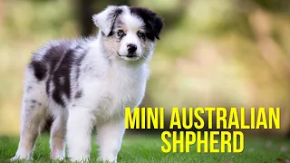 Mini Australian Shepherd - Top 10 Facts Pros and Cons of a Mini Aussie Dog