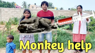 Monkey help 🐒 | comedy video | funny video | sad 😔 video | Prabhu Sarala lifestyle