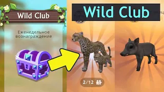 Купила Wild Club! Что ВЫПАДАЕТ из СУНДУКОВ? Как прокачиваются животные в WildCraft?