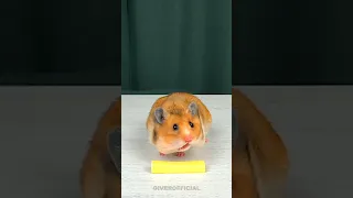Greedy hamster eats cheese #shorts #giverofficial #hamster
