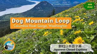 Dog Mountain Loop 6.5 miles | Columbia River Gorge National Scenic Area, Washington