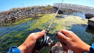 Early Summer Bass fishing on the California Delta(Weighing the best 5)