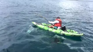 Акула перевернула лодку с рыбаком у берегов Флориды