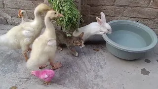 pet and birds vlog, ducklings, bunny, chick, and kitten video